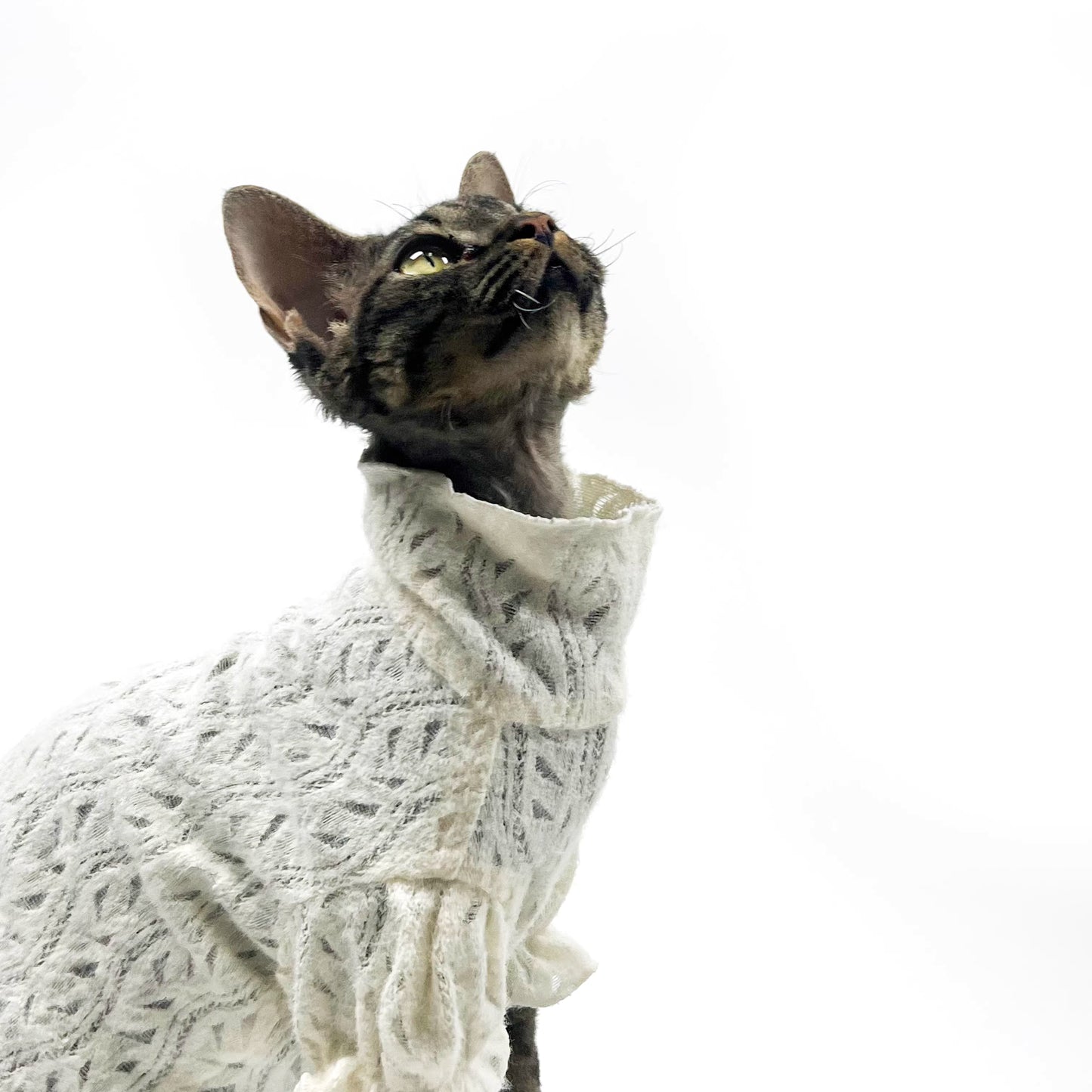 Hairless cat Sphynx Devon clothing breathable T-shirt base layer lady-like lace soft skin-friendly