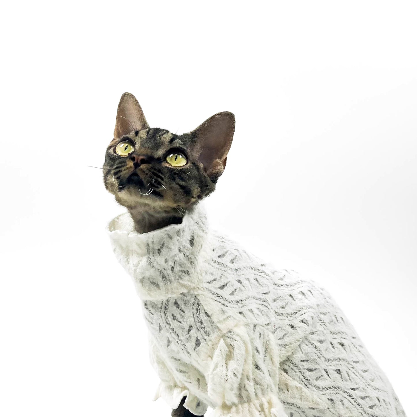 Hairless cat Sphynx Devon clothing breathable T-shirt base layer lady-like lace soft skin-friendly