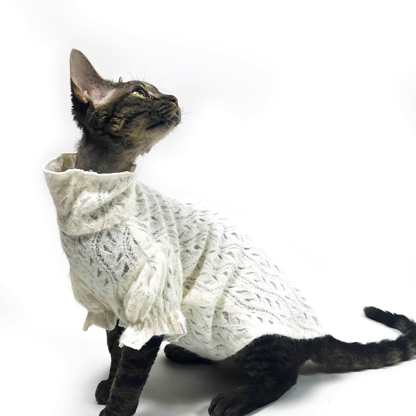 Hairless cat Sphynx Devon clothing breathable T-shirt base layer lady-like lace soft skin-friendly