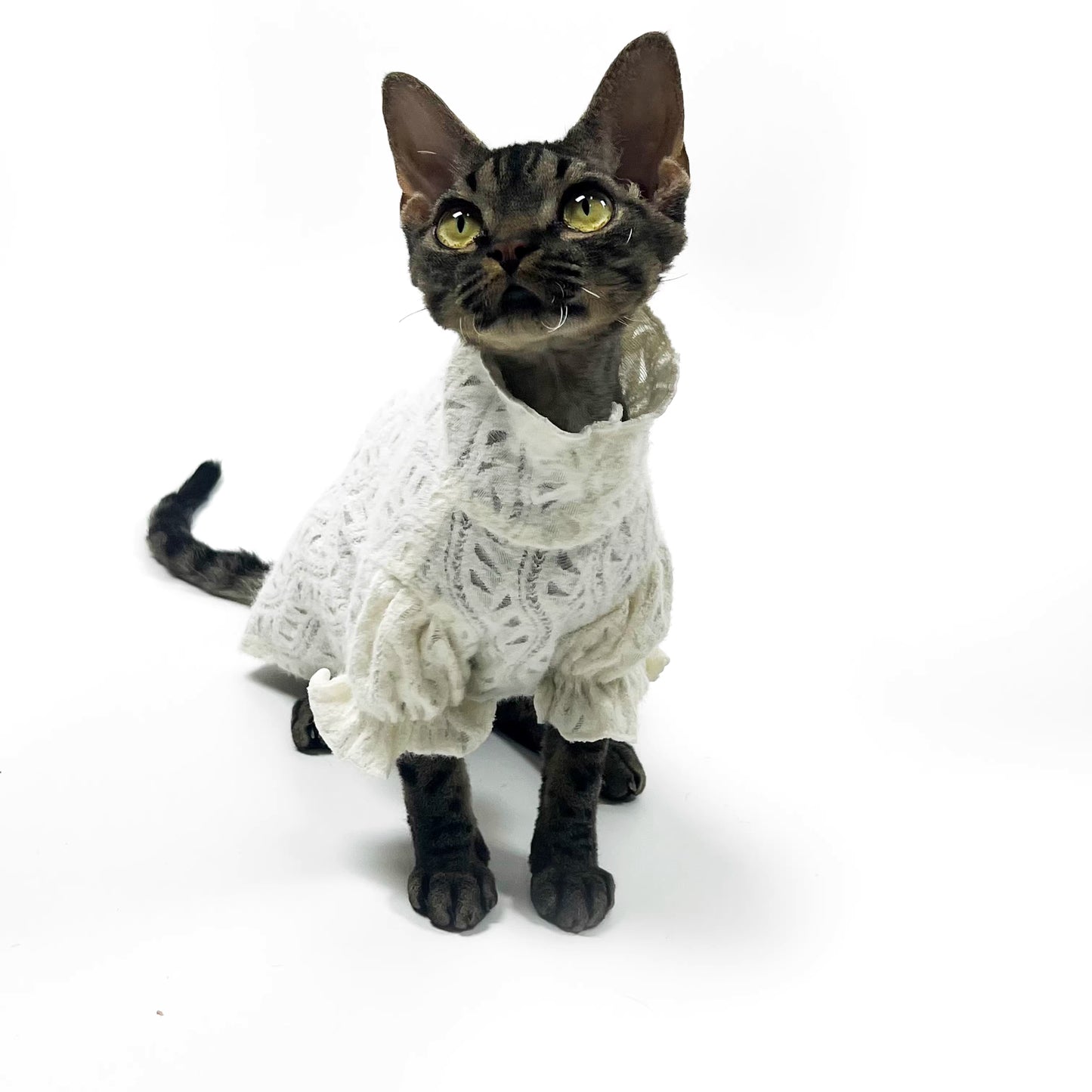 Hairless cat Sphynx Devon clothing breathable T-shirt base layer lady-like lace soft skin-friendly
